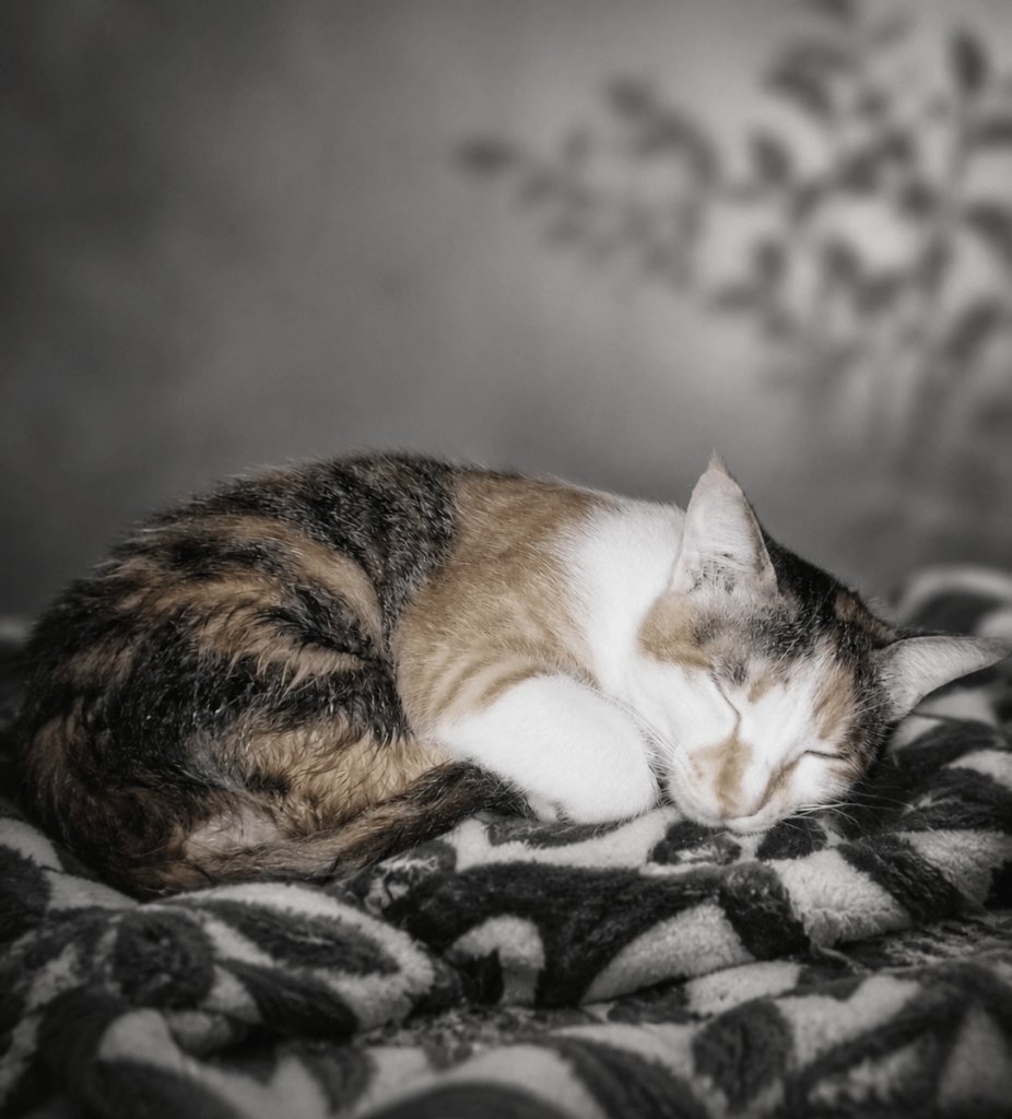 Sleeping Cat